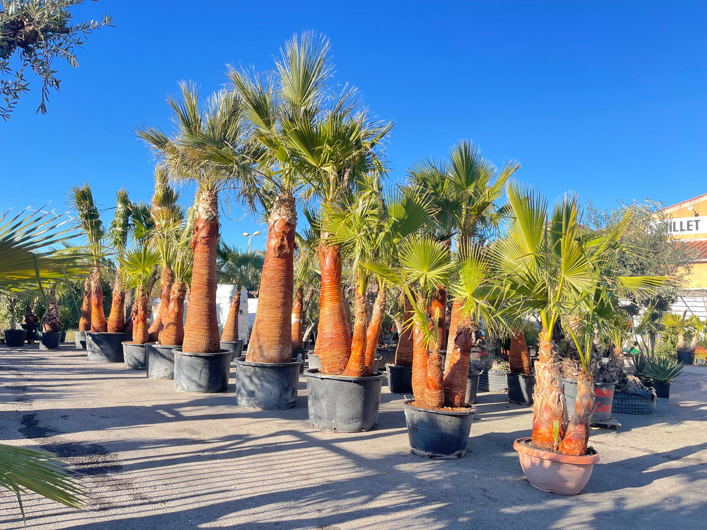 Palmier washingtonia