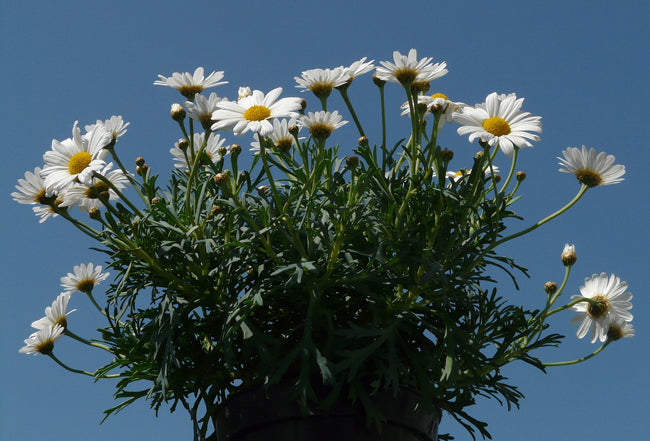 ANTHEMIS blanc