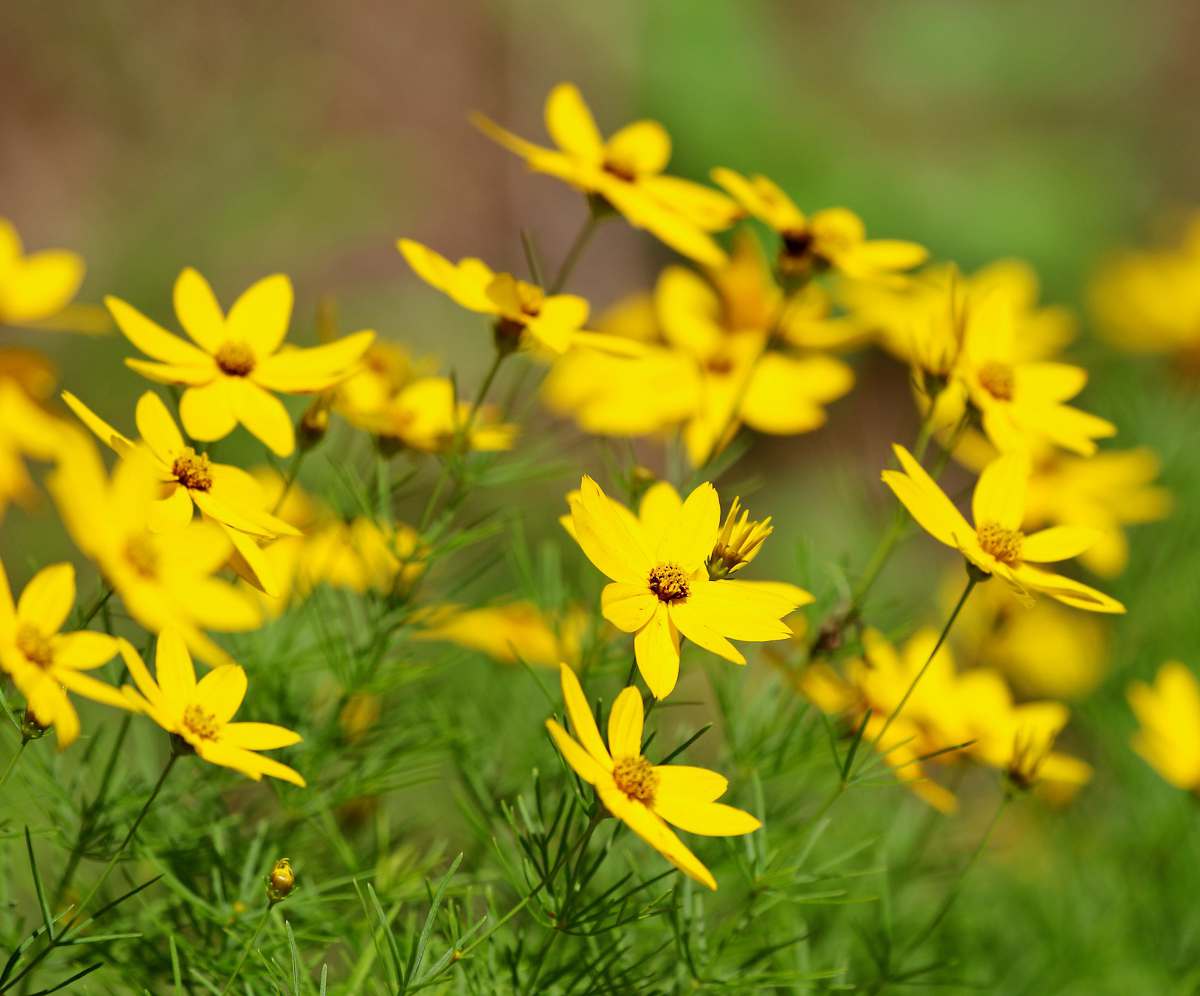 Bidens