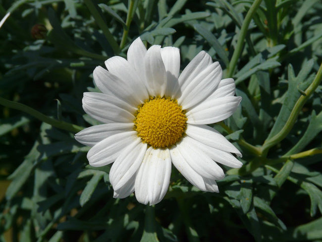 ANTHEMIS blanc